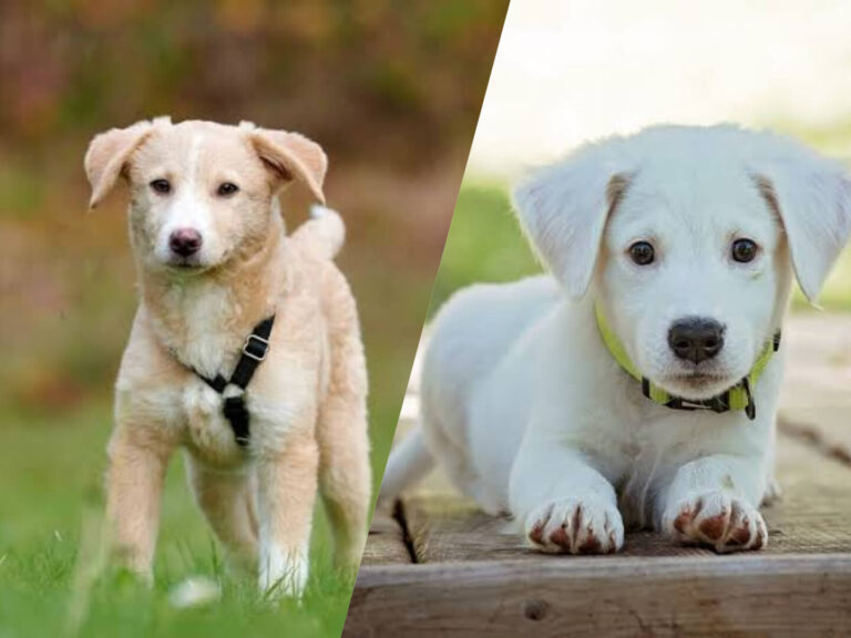 Kleine Hunde suchen ein Zuhause – So finden kleine Vierbeiner ein liebevolles neues Heim kleine hunde suchen ein zuhause